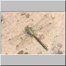 Gomphus pulchellus - Westliche Keiljungfer 08.jpg